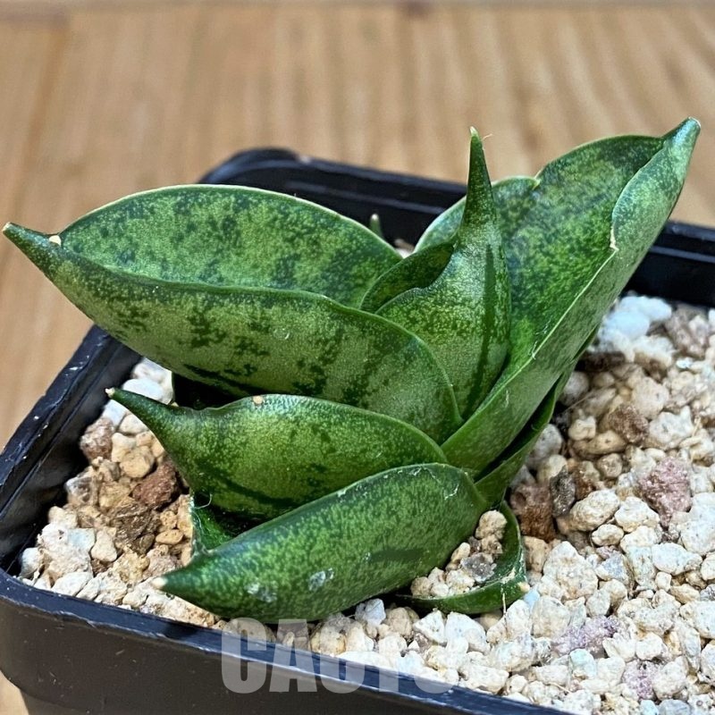 YAR29674 Sansevieria 'Mini Rose' hybrid