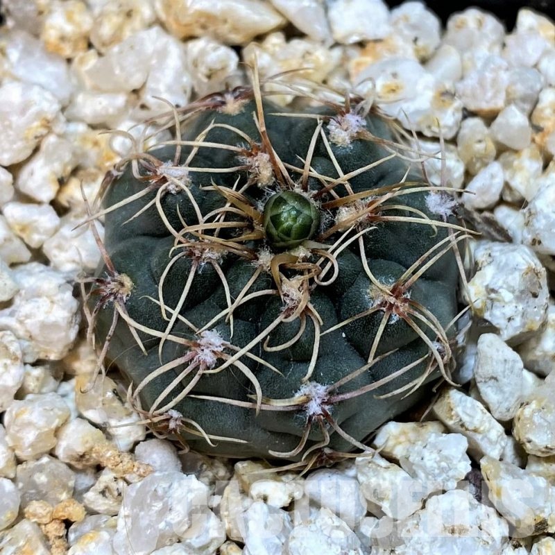 YAR29665 Gymnocalycium gaponii VG503