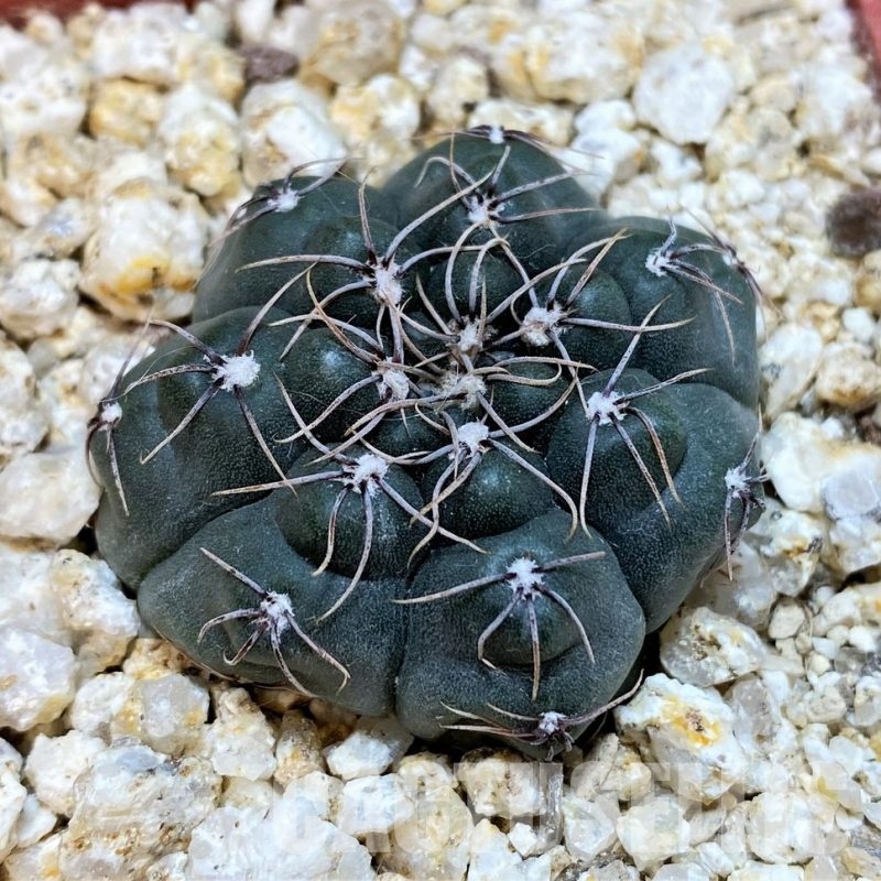 YAR29666 Gymnocalycium nataliae MT7095