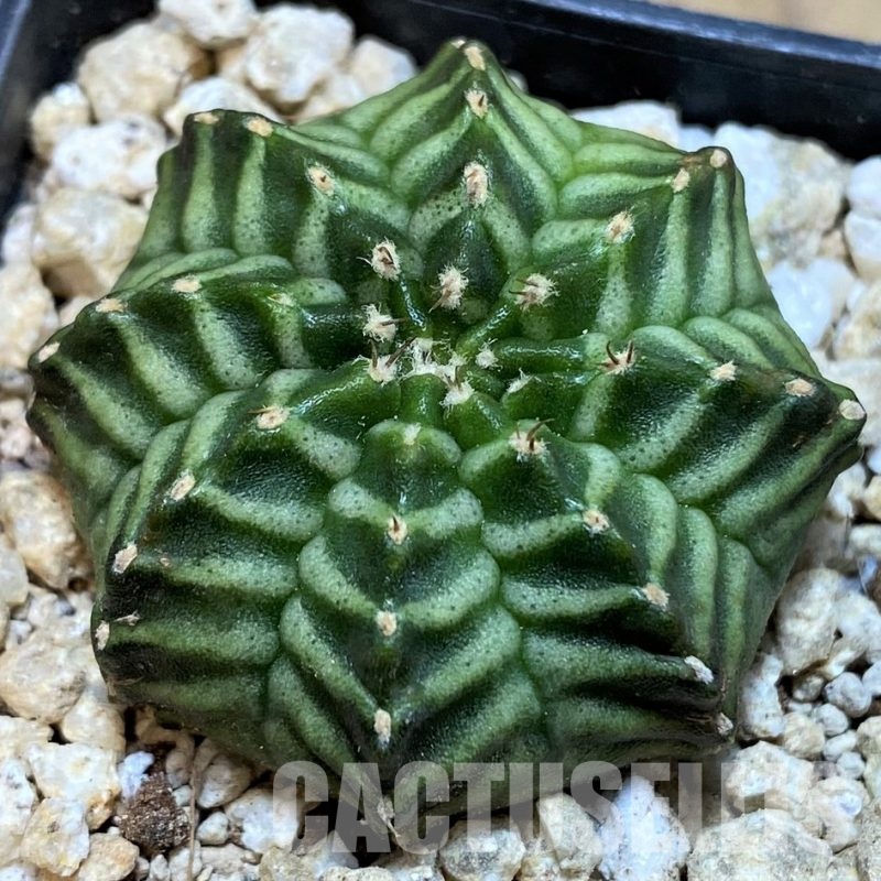 SH29759 Gymnocalycium mihanovichii ‘Kanomchan’