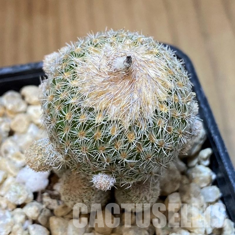 SH29760 Epithelantha micromeris v. polycephala