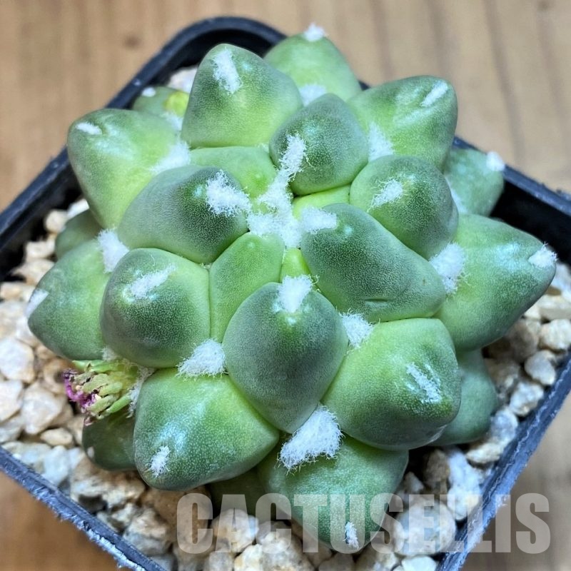 SH29763 Mammillaria polythele f. monstrosa