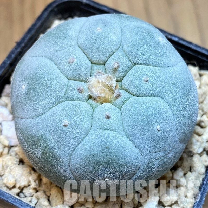 SH29764 Anhalonium frichii ‘Yatagai’, seedling, own roots