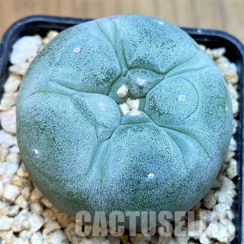 SH29765 Anhalonium frichii ‘Yatagai’, seedling, own roots