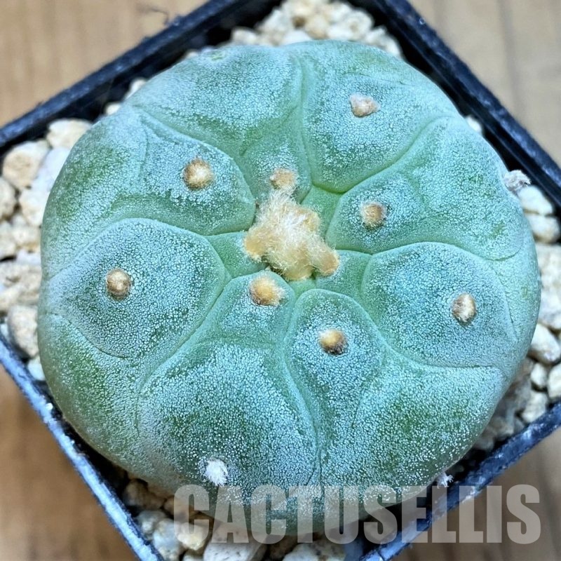 SH29766 Anhalonium frichii ‘Yatagai’, seedling, own roots