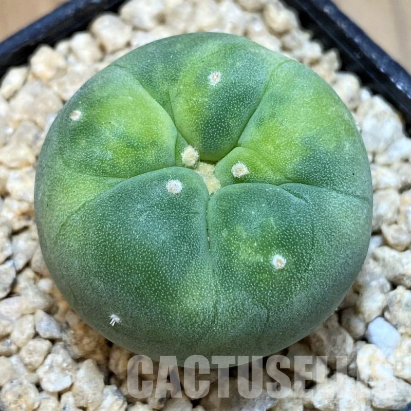 SH29767 Anhalonium frichii f. variegata, seedling, own roots