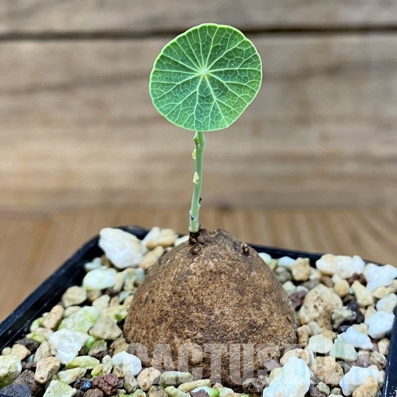 SH29728 Stephania erecta