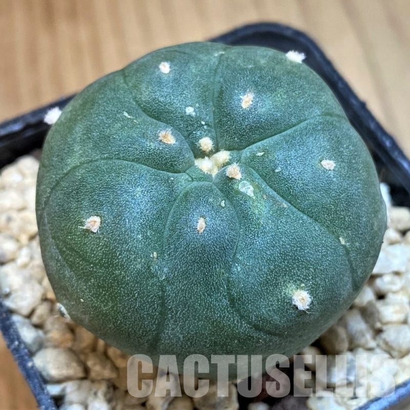 SH29769 Anhalonium jordaniana, seedling, own roots