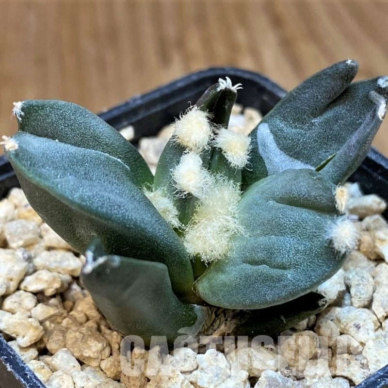 SH29771 Ariocarpus retusus ‘Three Finger’, own roots seedling
