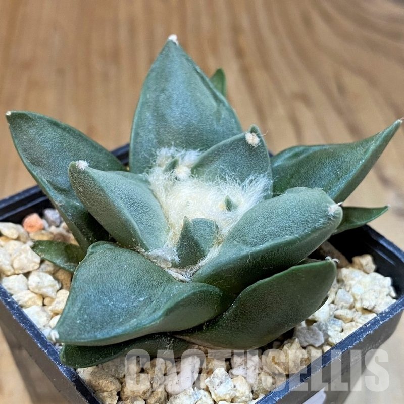 SH29773 Ariocarpus retusus, own roots seedling