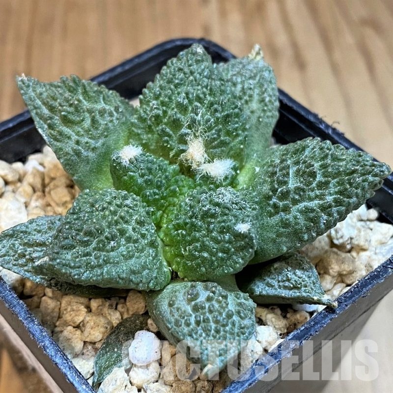 SH29774 Ariocarpus fissuratus 'Godzilla'