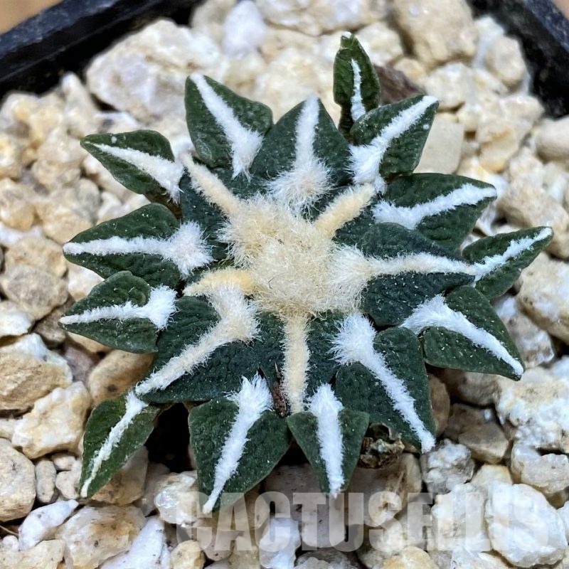 SH29775 Ariocarpus kotschoubeyanus v. elephantidens x Ariocarpus fissuratus 'Godzilla', own roots seedling