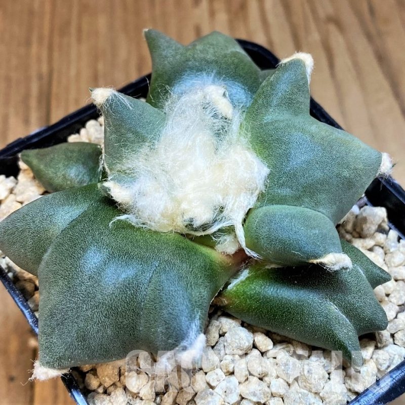 SH29776 Ariocarpus retusus 'Three Finger', own roots seedling