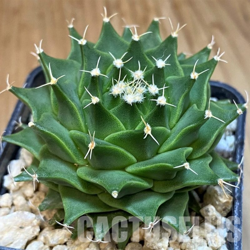 SH29777Obregonia denegrii