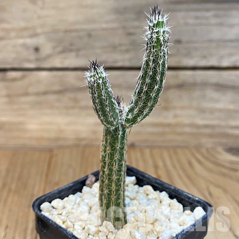 SH29778 Wilcoxia poselgeri