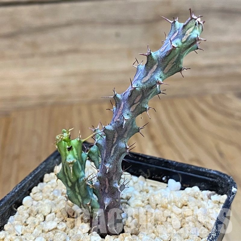 SH29779 Euphorbia sp. nova aff. similiramea