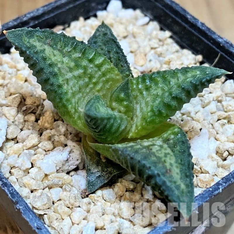 SH29780 Haworthia 'Niomon'