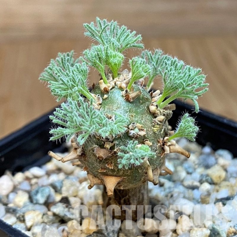 SH29730 Sarcocaulon peniculinum