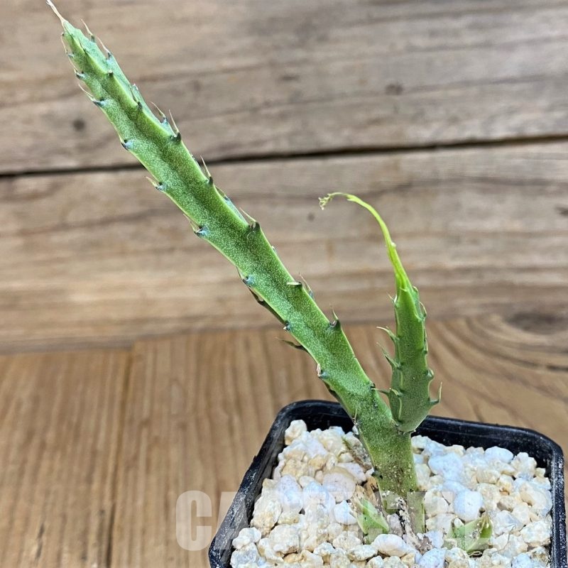 SH29781 Caralluma flavovirens