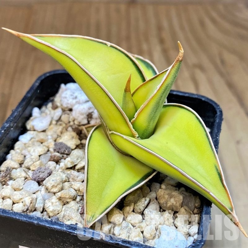 SH29782 Sansevieria lavranos 23251 f. variegata