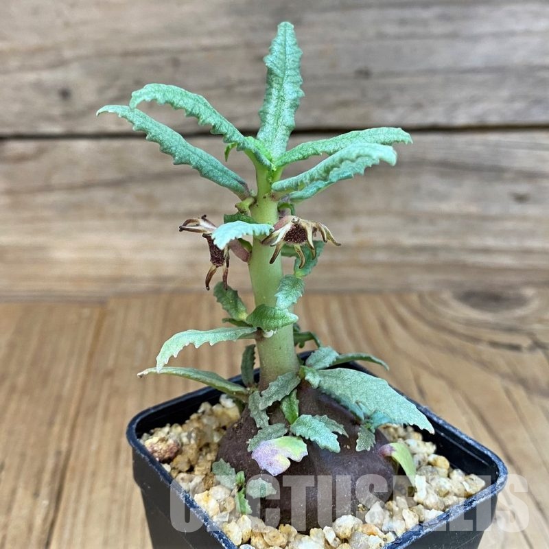 SH29731 Dorstenia hildebrandtii