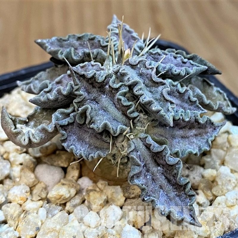 SH29732 Euphorbia tulearensis hybrid