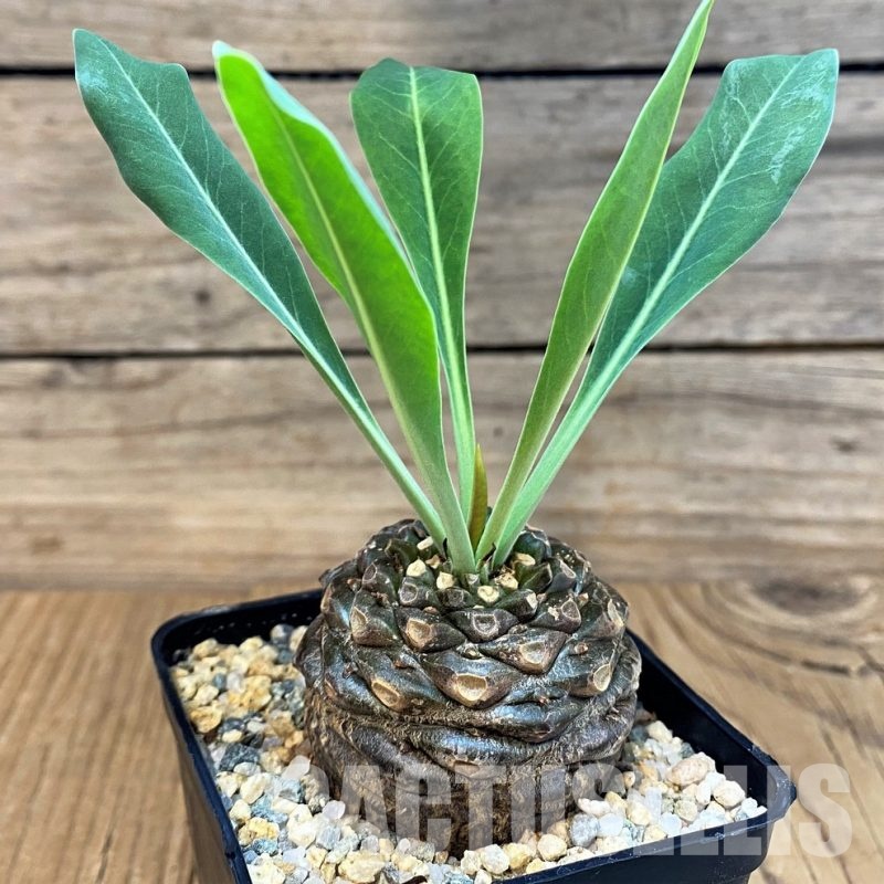 SH29733 Euphorbia bupleurifolia