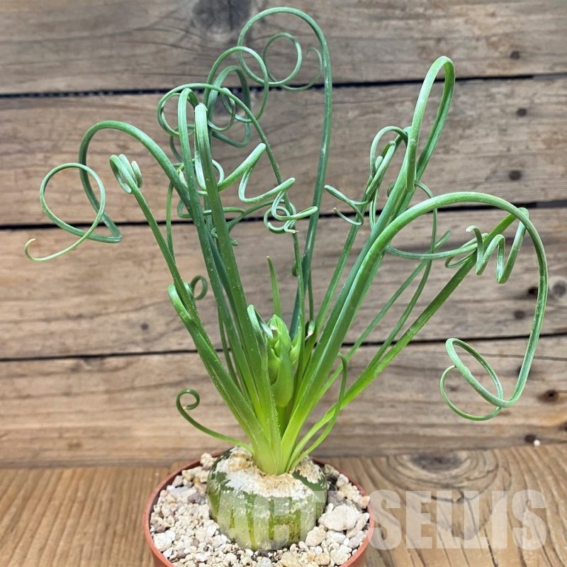 SH29724 Albuca spiralis