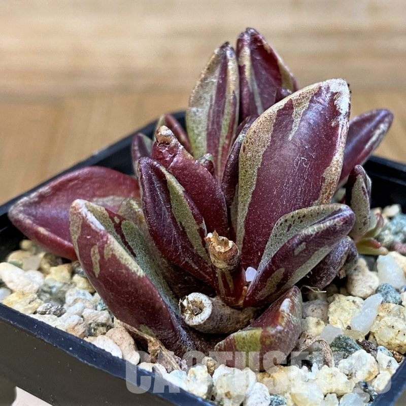 SH29735 Lenophyllum guttatum f. variegata