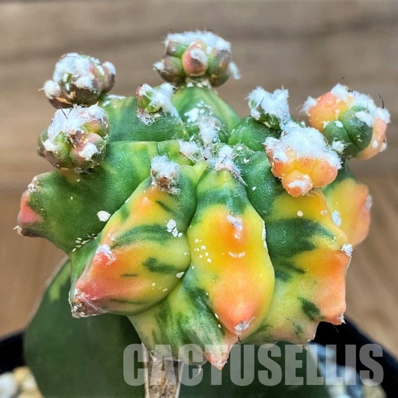 SH29736 Astrophytum myriostigma ‘Kikko' f. variegata, grafted
