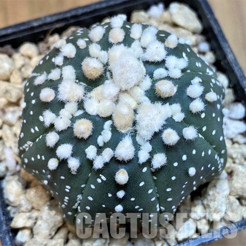 SH29737 Astrophytum asterias ‘Hanazono’