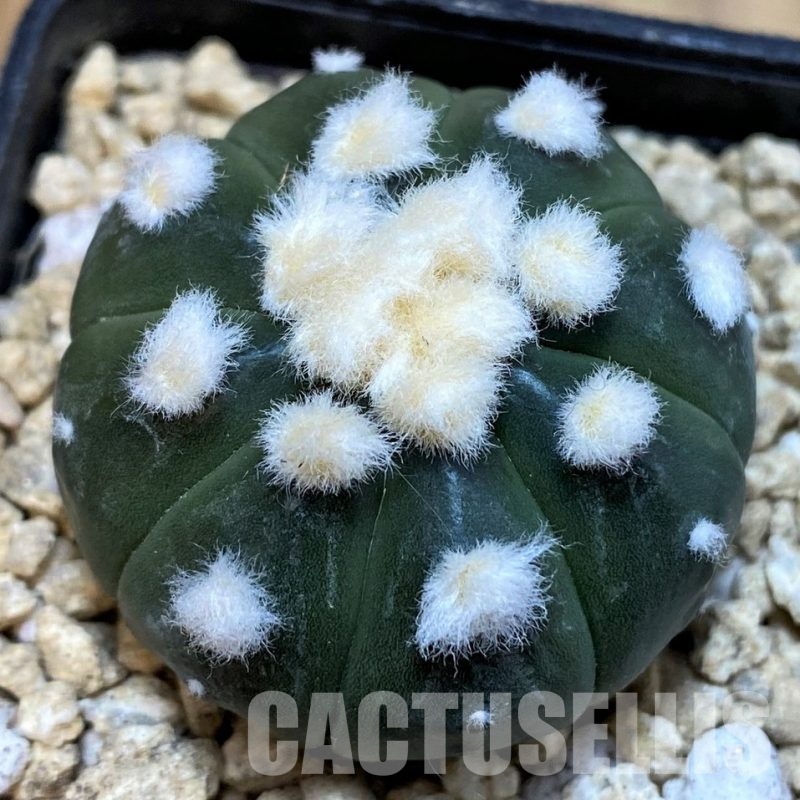 SH29739  Astrophytum asterias ‘Ooibo’