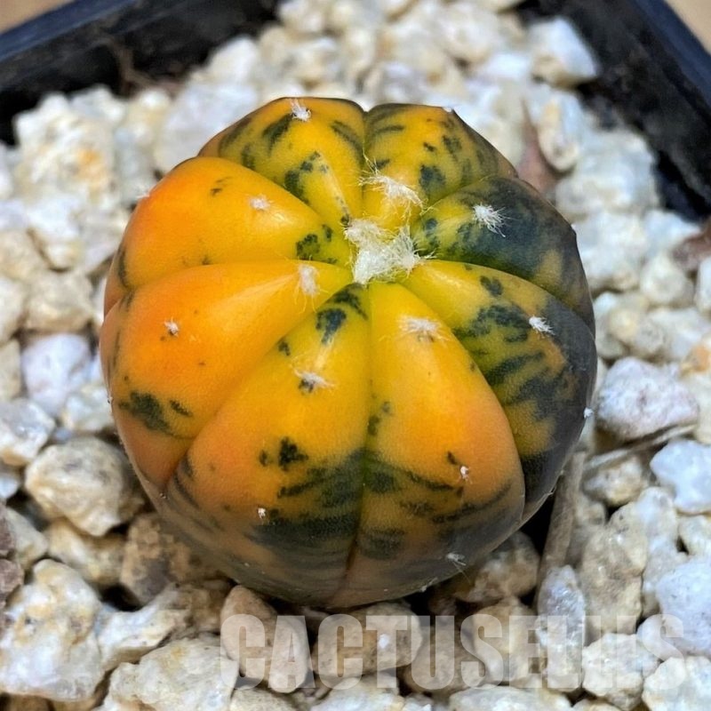 SH29740 Astrophytum asterias ‘Red Purple Skin’ f. variegata