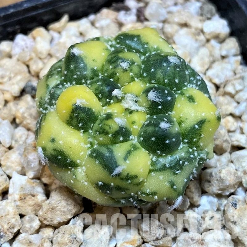 SH29741 Astrophytum asterias ‘Kikko’ f. variegata