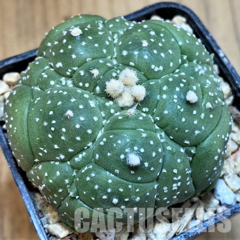 SH29742 Astrophytum asterias ‘Kikko’, 5 ribs