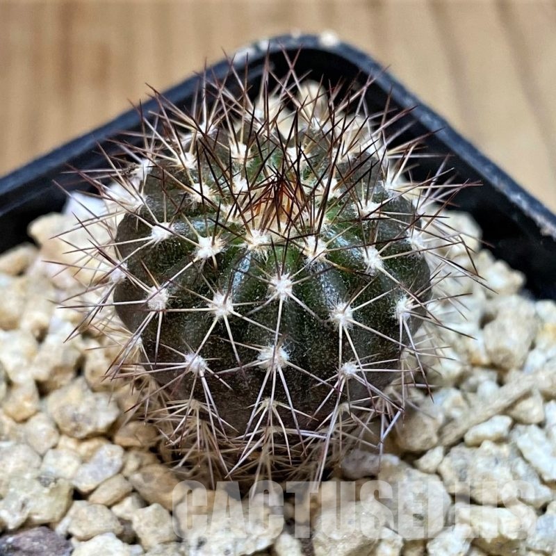 SH29743 Uebelmannia pectinifera, seedling