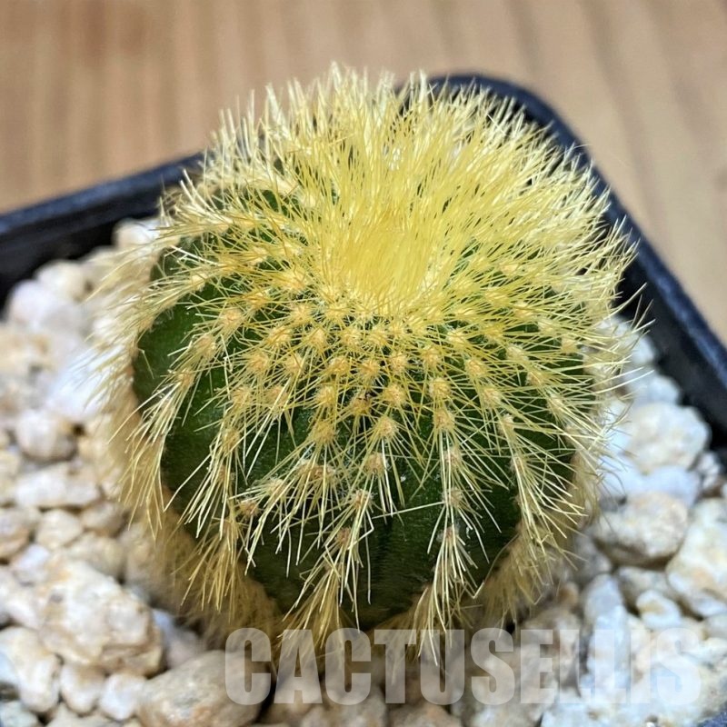 SH29744 Uebelmannia eriocactoides