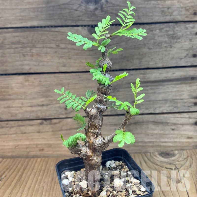 SH29725 Senna meridionalis