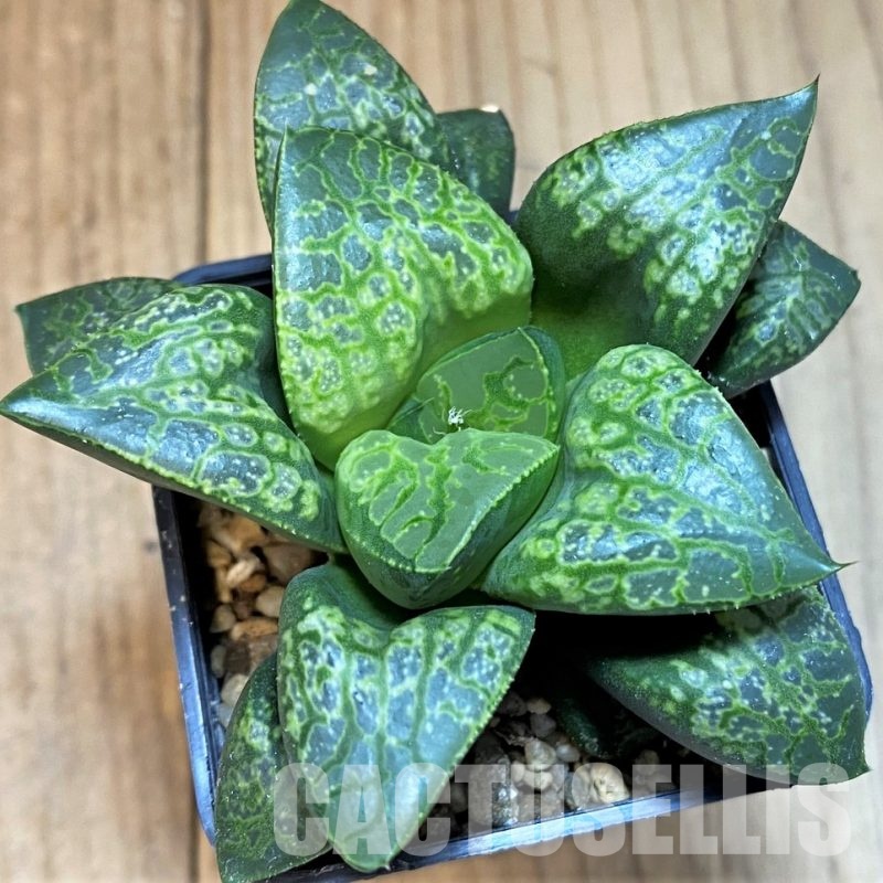 SH29838 Haworthia comptoniana ‘Kamen Butokai’