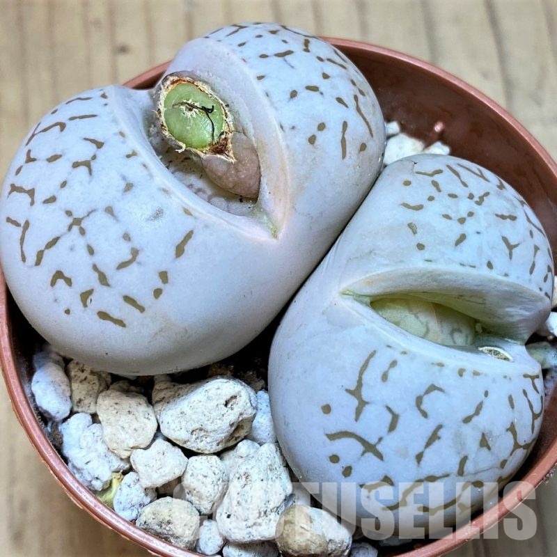 SH29882 Dinteranthus vanzylii