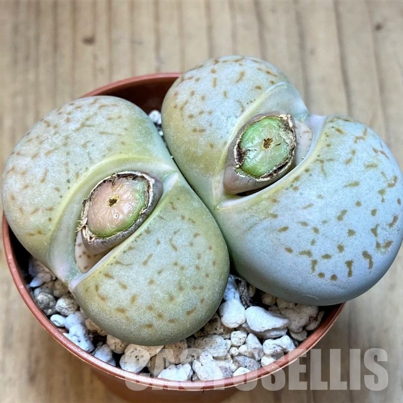 SH29883 Dinteranthus vanzylii