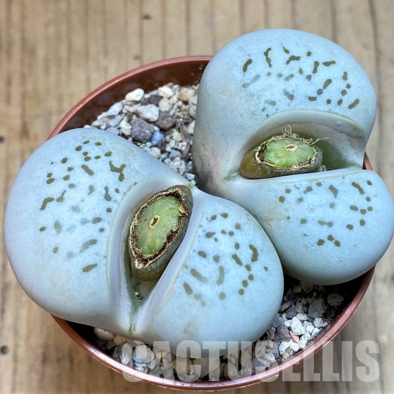 SH29884 Dinteranthus vanzylii