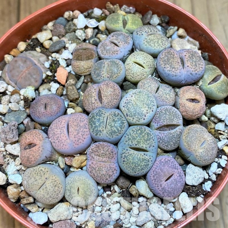 SH29885 Lithops terricolor mix