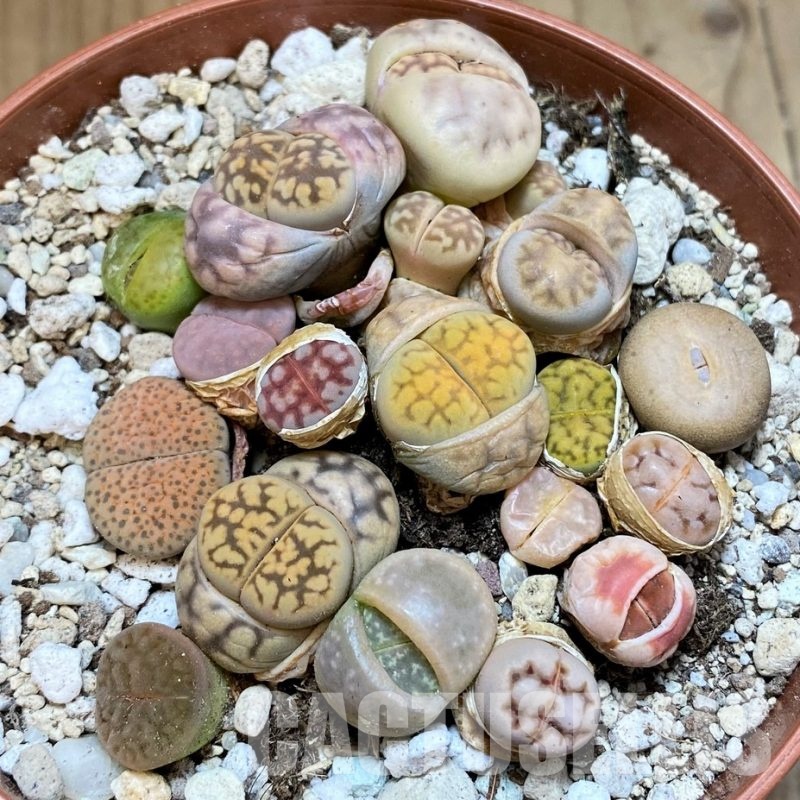 SH29886 Lithops mix