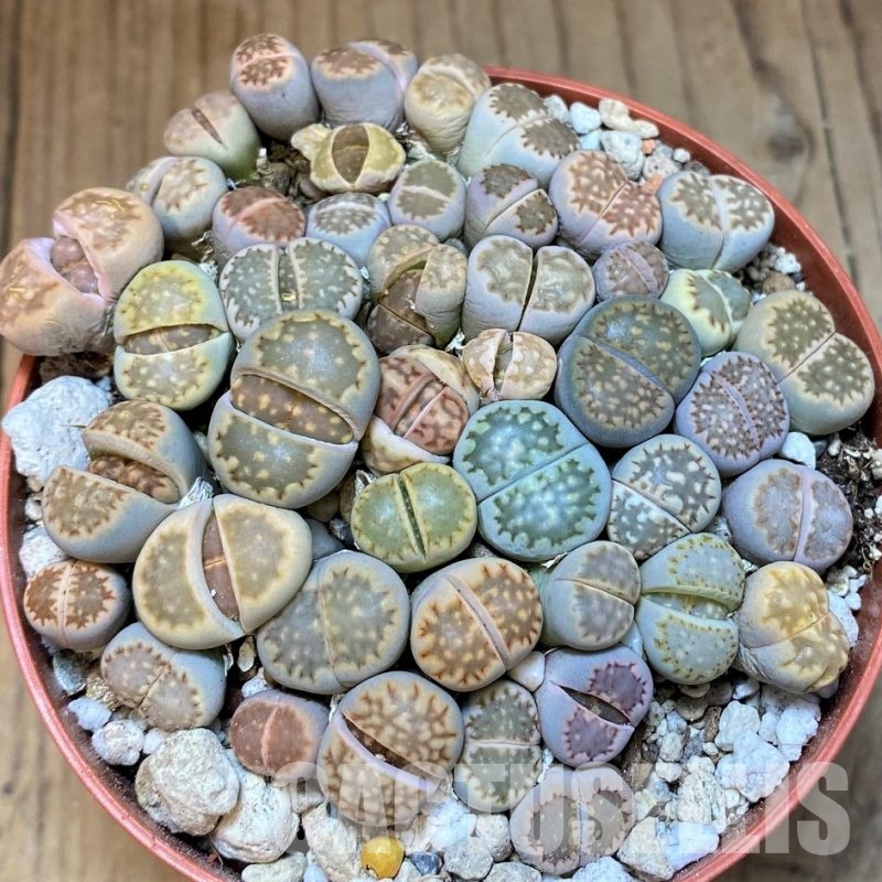 SH29887 Lithops julii mix