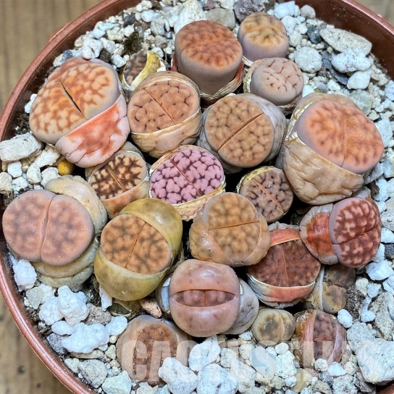 SH29888 Lithops karasmontana mix