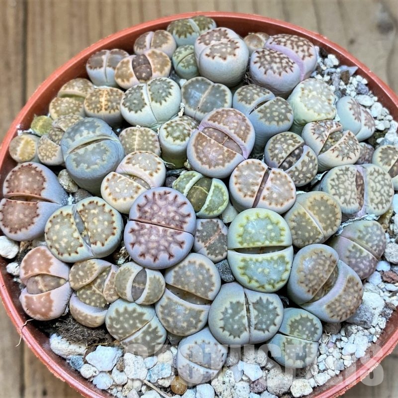SH29889 Lithops julii mix