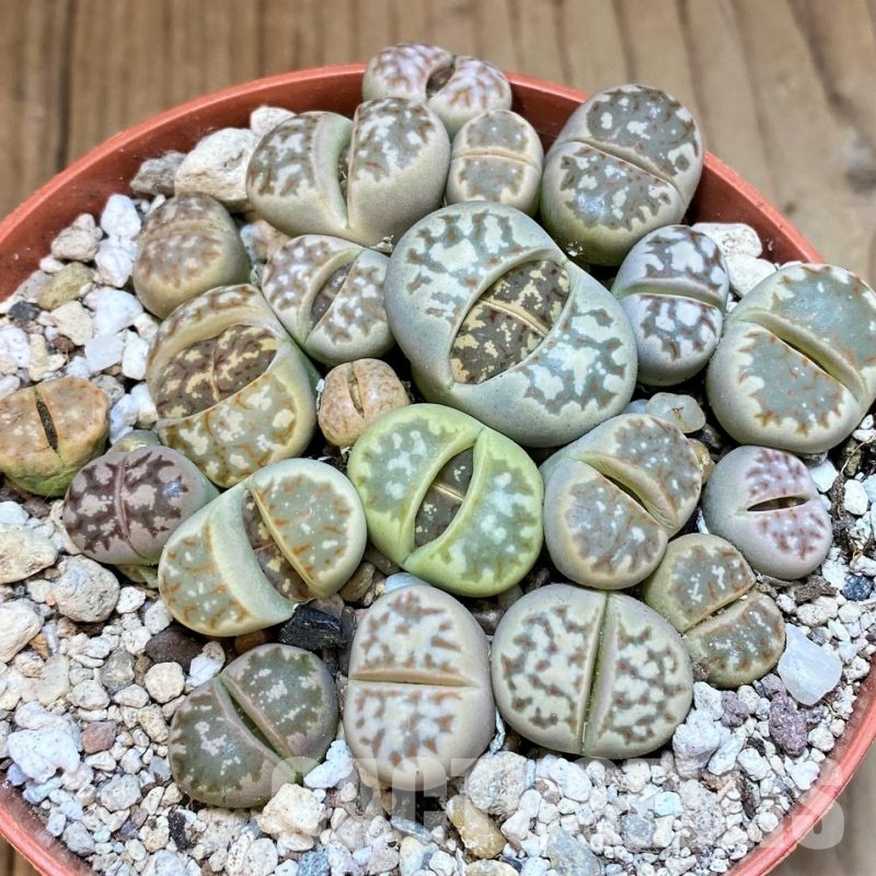 SH29891 Lithops dorotheae mix