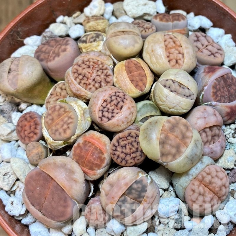 SH29892 Lithops karasmontana mix