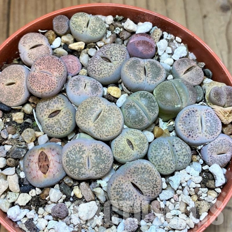 SH29893 Lithops terricolor mix